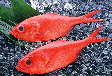 速凍庫(kù)